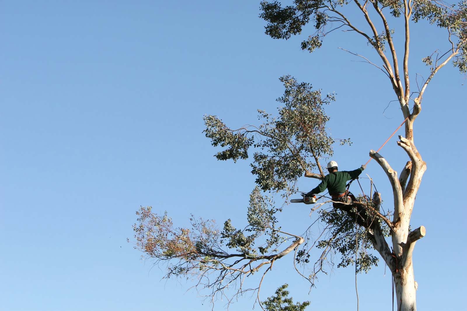 tree removal services for homeowners.